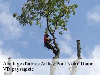 Abattage d'arbres  74380