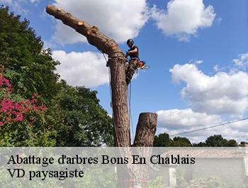 Abattage d'arbres