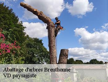 Abattage d'arbres