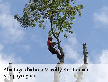 Abattage d'arbres  74500