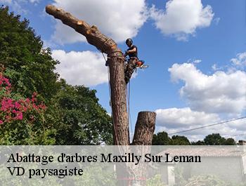Abattage d'arbres