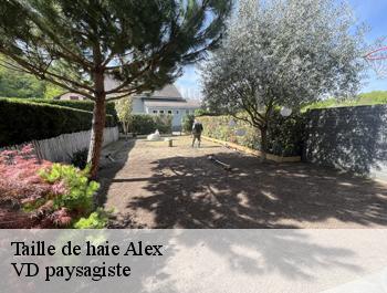 Taille de haie  alex-74290 VD paysagiste