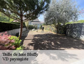 Taille de haie  bluffy-74290 VD paysagiste