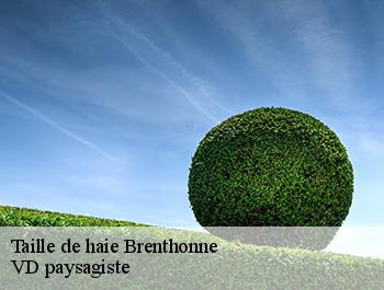 Taille de haie