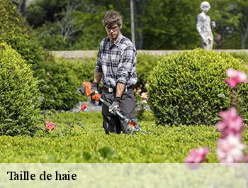 Taille de haie