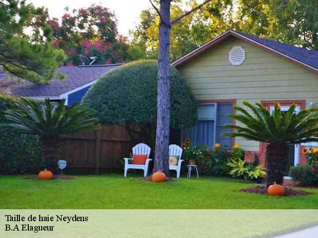 Taille de haie neydens-74160 B.A Elagueur