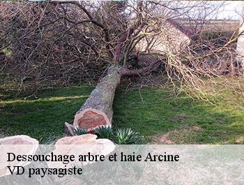 Dessouchage arbre et haie  arcine-74270 VD paysagiste