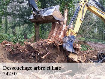Dessouchage arbre et haie  74250