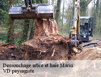 Dessouchage arbre et haie