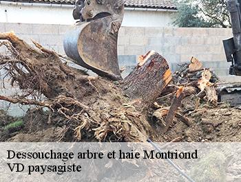 Dessouchage arbre et haie  74110