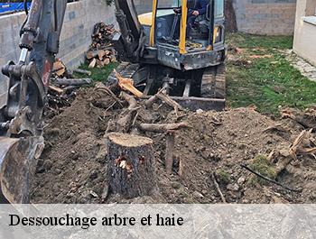 Dessouchage arbre et haie