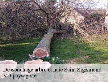 Dessouchage arbre et haie  saint-sigismond-74300 VD paysagiste