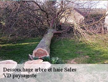 Dessouchage arbre et haie  sales-74150 VD paysagiste