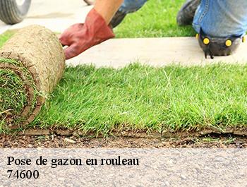 Pose de gazon en rouleau